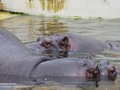 Para hipopotamów w warszawskim zoo – Hugon i Pelagia, odbywają zaloty.